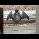 Three bat species A) Eptesicus fuscus (big brown bat), B) Lasionycteris noctivagans (silver-haired bat), and C) Tadarida brasiliensis (Mexican free-tailed bat) implicated in three of the U.S. rabies cases reported last year.
